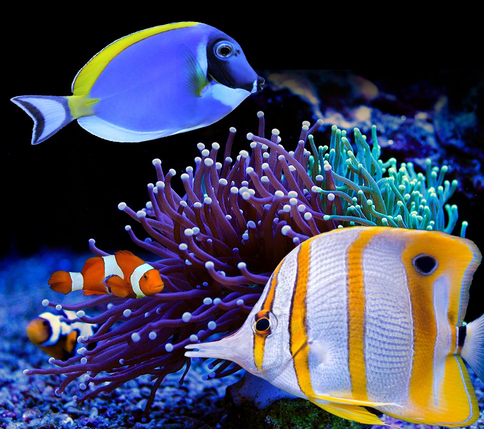 Meerwasser